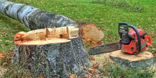 Best Firewood Processing and Delivery  in Clay, KY