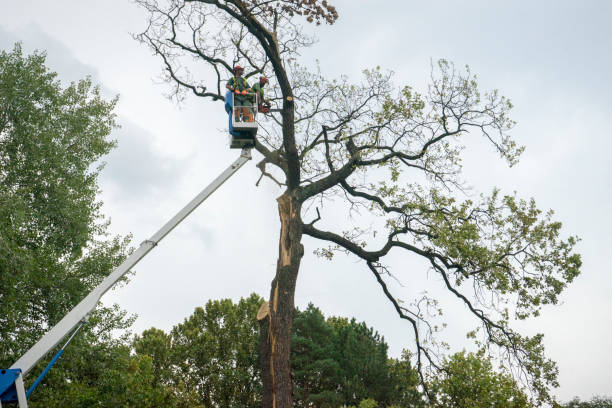  Clay, KY Tree Removal Services Pros