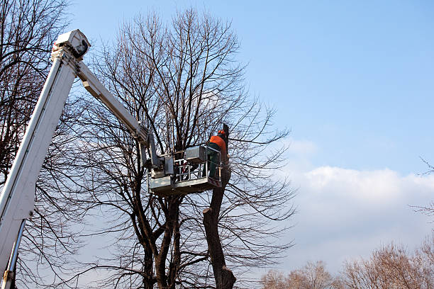 Best Utility Line Clearance  in Clay, KY